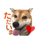 柴犬みみ太です。第3弾♡（個別スタンプ：15）