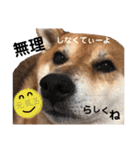 柴犬みみ太です。第3弾♡（個別スタンプ：16）