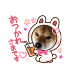 柴犬小麦スタンプいっぱい‼️（個別スタンプ：1）
