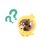 柴犬小麦スタンプいっぱい‼️（個別スタンプ：6）