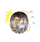 柴犬小麦スタンプいっぱい‼️（個別スタンプ：7）