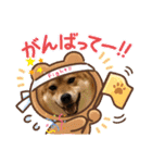 柴犬小麦スタンプいっぱい‼️（個別スタンプ：10）