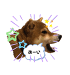 柴犬小麦スタンプいっぱい‼️（個別スタンプ：11）
