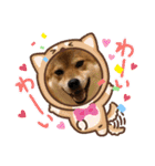 柴犬小麦スタンプいっぱい‼️（個別スタンプ：12）