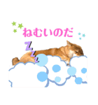 柴犬小麦スタンプいっぱい‼️（個別スタンプ：15）