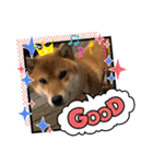 柴犬小麦スタンプいっぱい‼️（個別スタンプ：19）