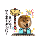 柴犬小麦スタンプいっぱい‼️（個別スタンプ：23）
