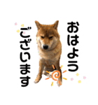 柴犬小麦スタンプいっぱい‼️（個別スタンプ：26）