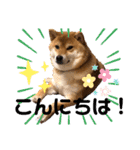 柴犬小麦スタンプいっぱい‼️（個別スタンプ：27）