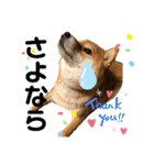 柴犬小麦スタンプいっぱい‼️（個別スタンプ：28）
