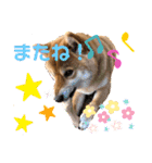 柴犬小麦スタンプいっぱい‼️（個別スタンプ：29）