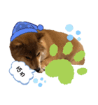 柴犬小麦スタンプいっぱい‼️（個別スタンプ：30）