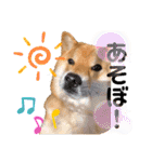 柴犬小麦スタンプいっぱい‼️（個別スタンプ：32）