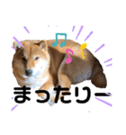 柴犬小麦スタンプいっぱい‼️（個別スタンプ：33）