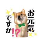 柴犬小麦スタンプいっぱい‼️（個別スタンプ：34）
