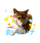 柴犬小麦スタンプいっぱい‼️（個別スタンプ：35）