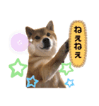 柴犬小麦スタンプいっぱい‼️（個別スタンプ：36）