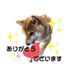 柴犬小麦スタンプいっぱい‼️（個別スタンプ：38）
