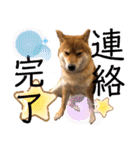柴犬小麦スタンプいっぱい‼️（個別スタンプ：39）