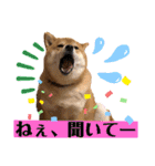 柴犬小麦スタンプいっぱい‼️（個別スタンプ：40）