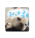ロンとよしおの日常会話。（個別スタンプ：1）