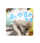 ロンとよしおの日常会話。（個別スタンプ：4）