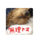 ロンとよしおの日常会話。（個別スタンプ：12）