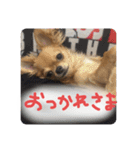 ロンとよしおの日常会話。（個別スタンプ：15）