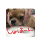 ロンとよしおの日常会話。（個別スタンプ：17）