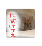 ロンとよしおの日常会話。（個別スタンプ：19）