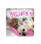 ロンとよしおの日常会話。（個別スタンプ：24）