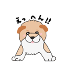 柴犬の兄弟（個別スタンプ：2）