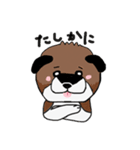 柴犬の兄弟（個別スタンプ：9）