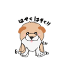 柴犬の兄弟（個別スタンプ：12）