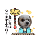 わんこの新年（個別スタンプ：5）