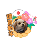 わんこの新年（個別スタンプ：8）