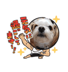 わんこの新年（個別スタンプ：11）