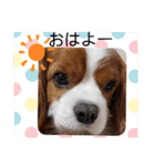 わんこの新年（個別スタンプ：25）
