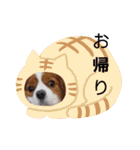 わんこの新年（個別スタンプ：29）