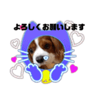 わんこの新年（個別スタンプ：31）