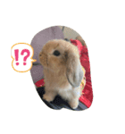 うさぎスタンプ202012（個別スタンプ：2）