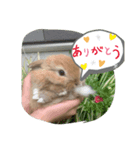 うさぎスタンプ202012（個別スタンプ：5）
