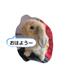 うさぎスタンプ202012（個別スタンプ：7）