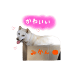 白い柴犬みかんのスタンプ（個別スタンプ：13）