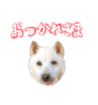 白い柴犬みかんのスタンプ（個別スタンプ：14）