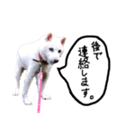 白い柴犬みかんのスタンプ（個別スタンプ：15）