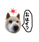 白い柴犬みかんのスタンプ（個別スタンプ：17）