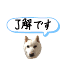 白い柴犬みかんのスタンプ（個別スタンプ：21）