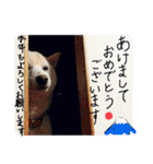 白い柴犬みかんのスタンプ（個別スタンプ：33）