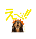 ミニチュアダックスの気ままなランチ⑪（個別スタンプ：2）